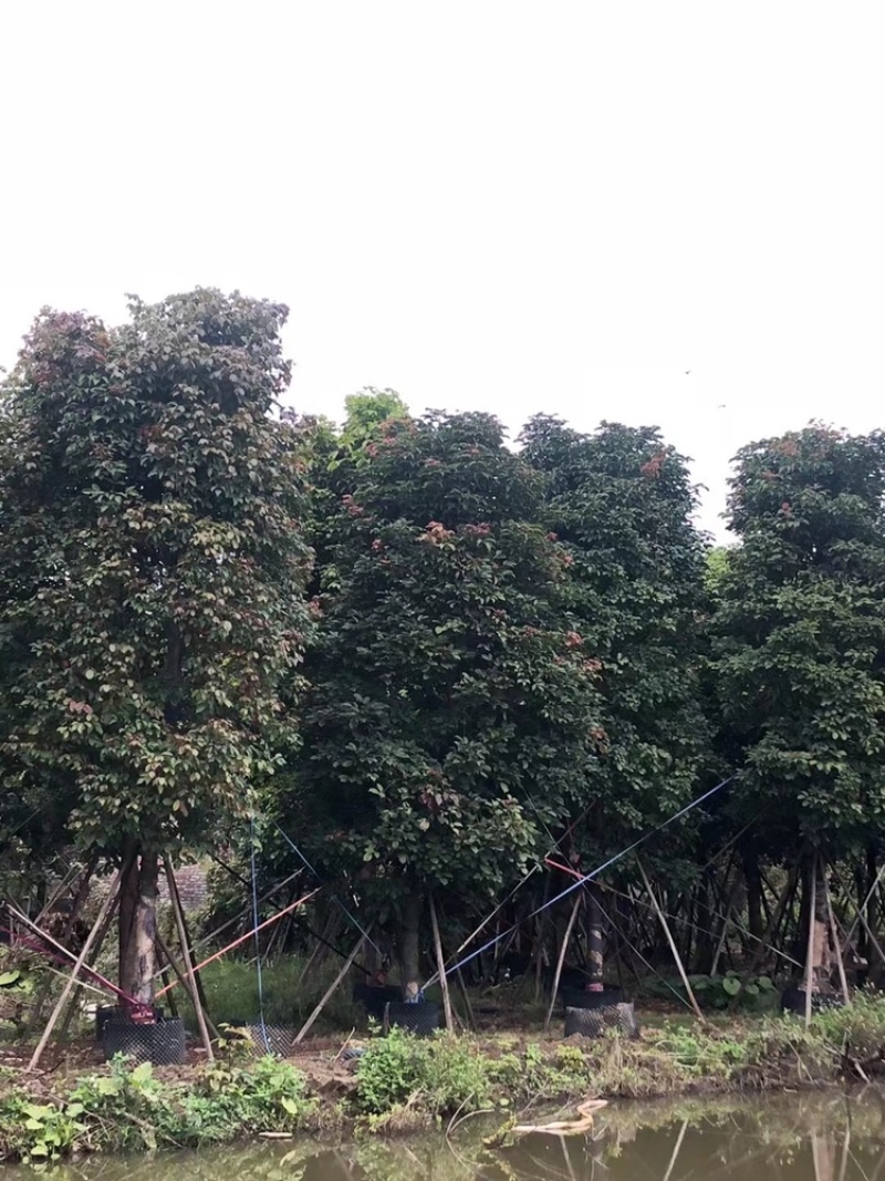 秋枫15公分百亩基地低价自销
