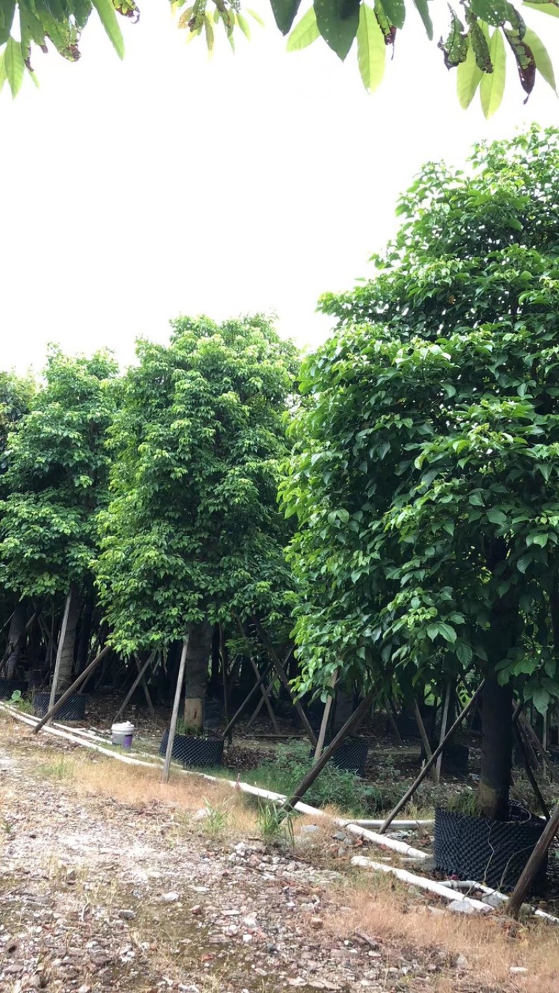 秋枫15公分百亩基地低价自销