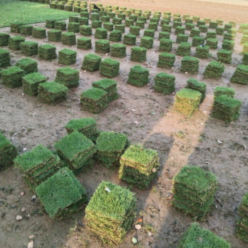 园林绿化种植台湾草大叶油草马尼拉兰引三号草皮