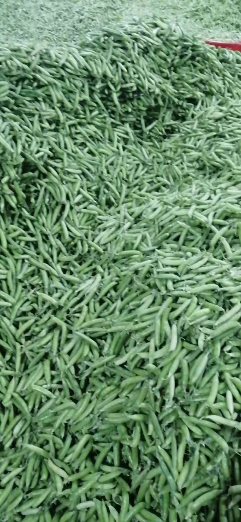 中豌九号豌豆十一号豌豆长寿仁大量上市中欢迎新老朋友前来