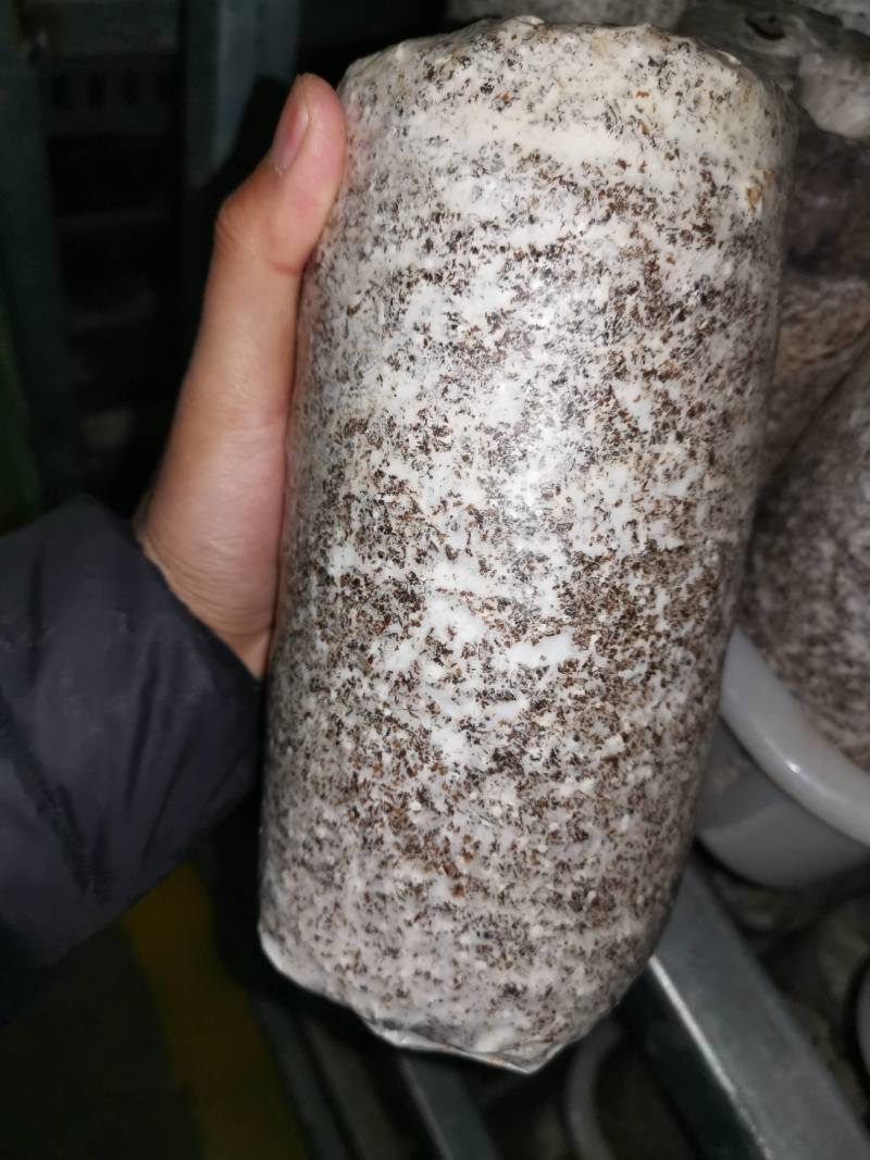 黑皮鸡枞菌包，大学合作单位，质量技术保证，菌龄足