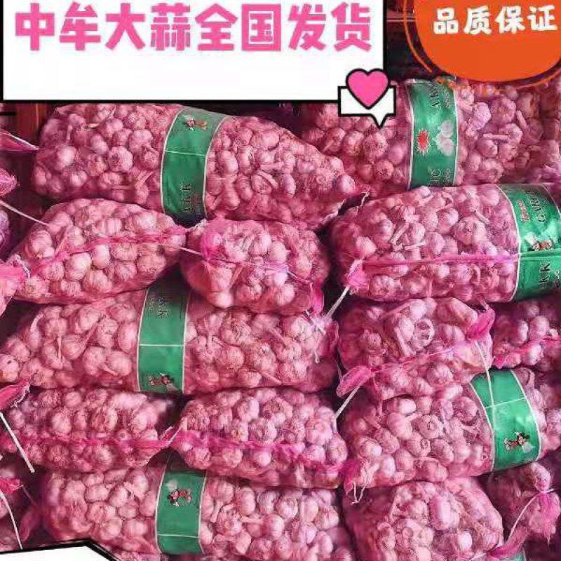 一件代发，可接急单，紫红皮大蒜头，产地直供