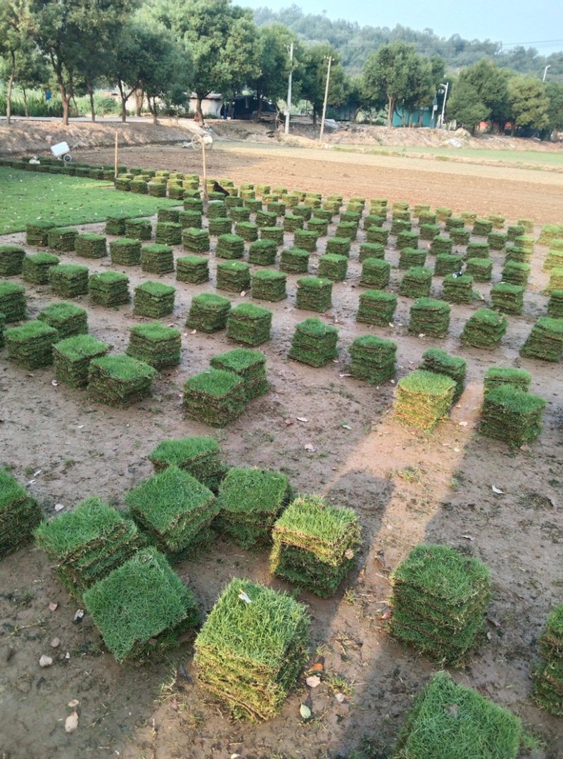 园林绿化种植台湾草大叶油草马尼拉兰引三号草皮