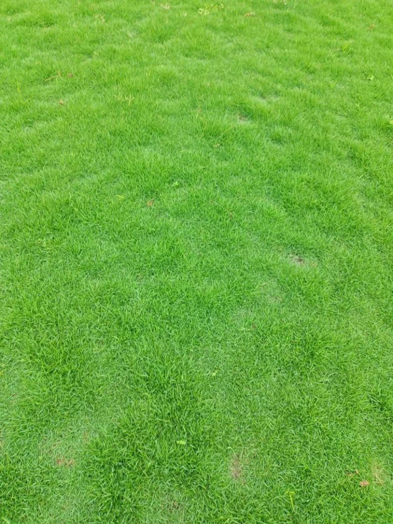 园林绿化种植台湾草大叶油草马尼拉兰引三号草皮