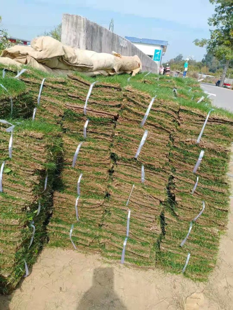 园林绿化种植台湾草大叶油草马尼拉兰引三号草皮