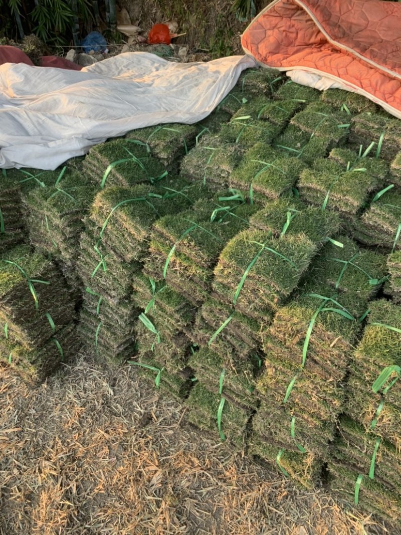 园林绿化种植台湾草大叶油草马尼拉兰引三号草皮