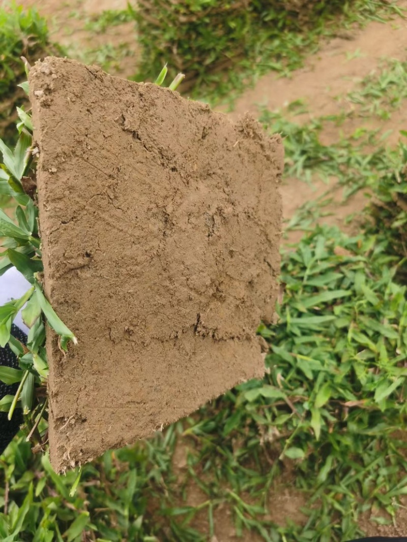 园林绿化种植台湾草大叶油草马尼拉兰引三号草皮