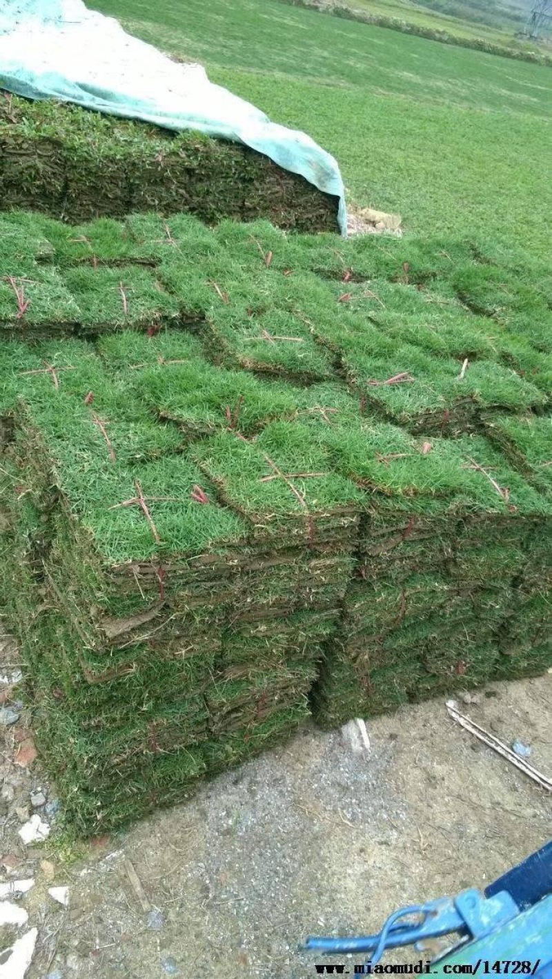 园林绿化种植台湾草大叶油草马尼拉兰引三号草皮