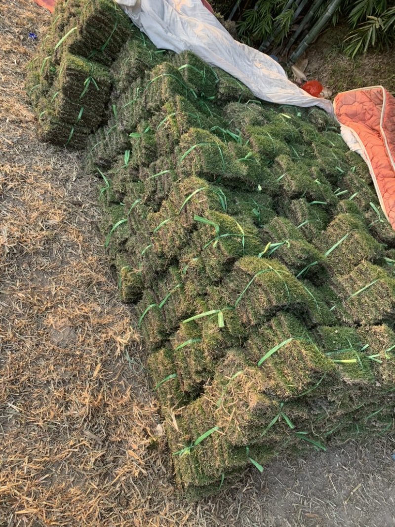 园林绿化种植台湾草大叶油草马尼拉兰引三号草皮