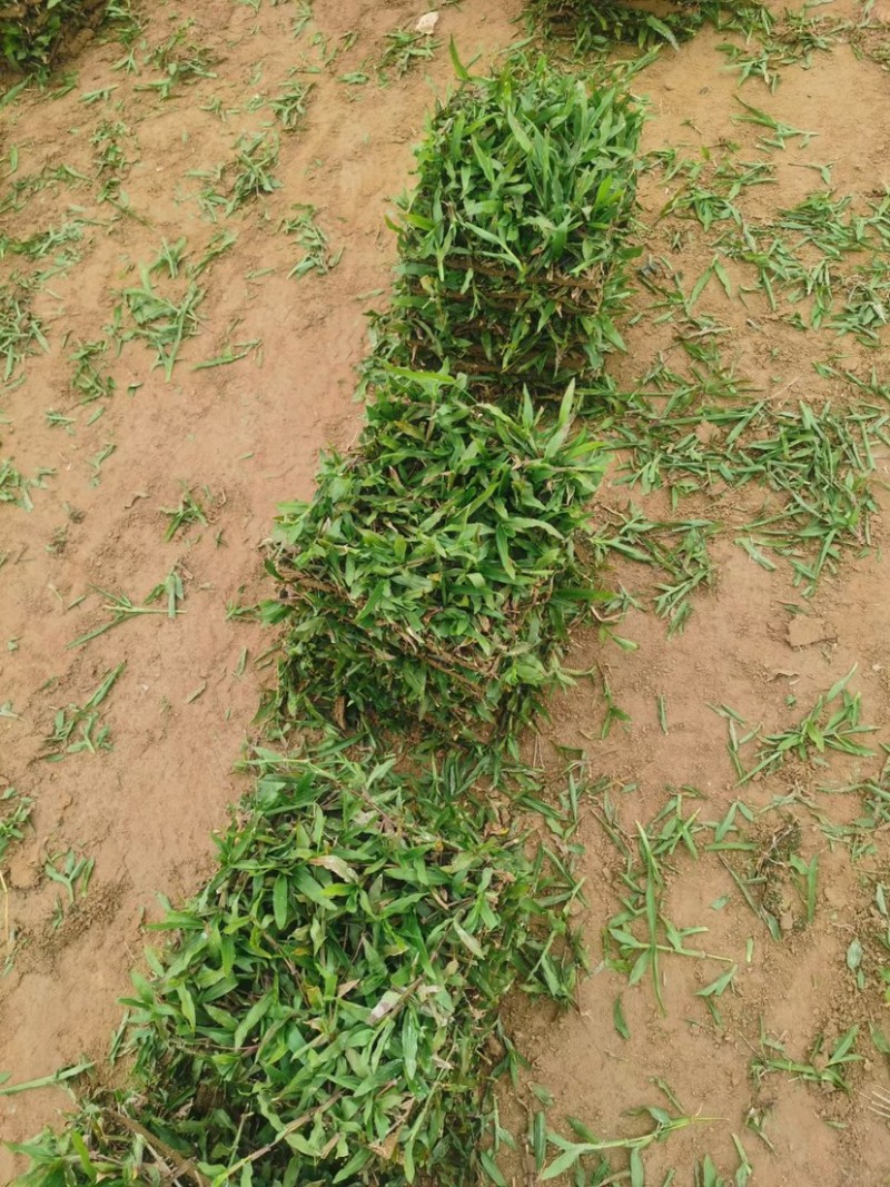 园林绿化种植台湾草大叶油草马尼拉兰引三号草皮