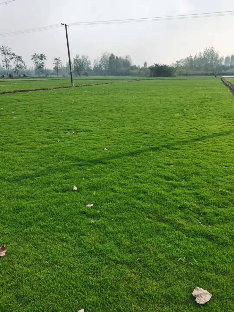 园林绿化种植台湾草大叶油草马尼拉兰引三号草皮