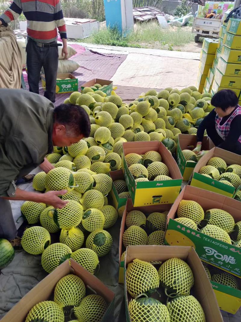 特小凤，美都，8424.大量供应，电商，超市，，产地直发