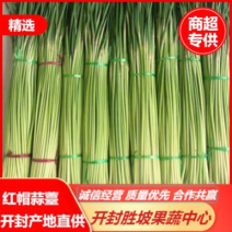 红帽蒜薹大量上市一手货源供市场电商超市