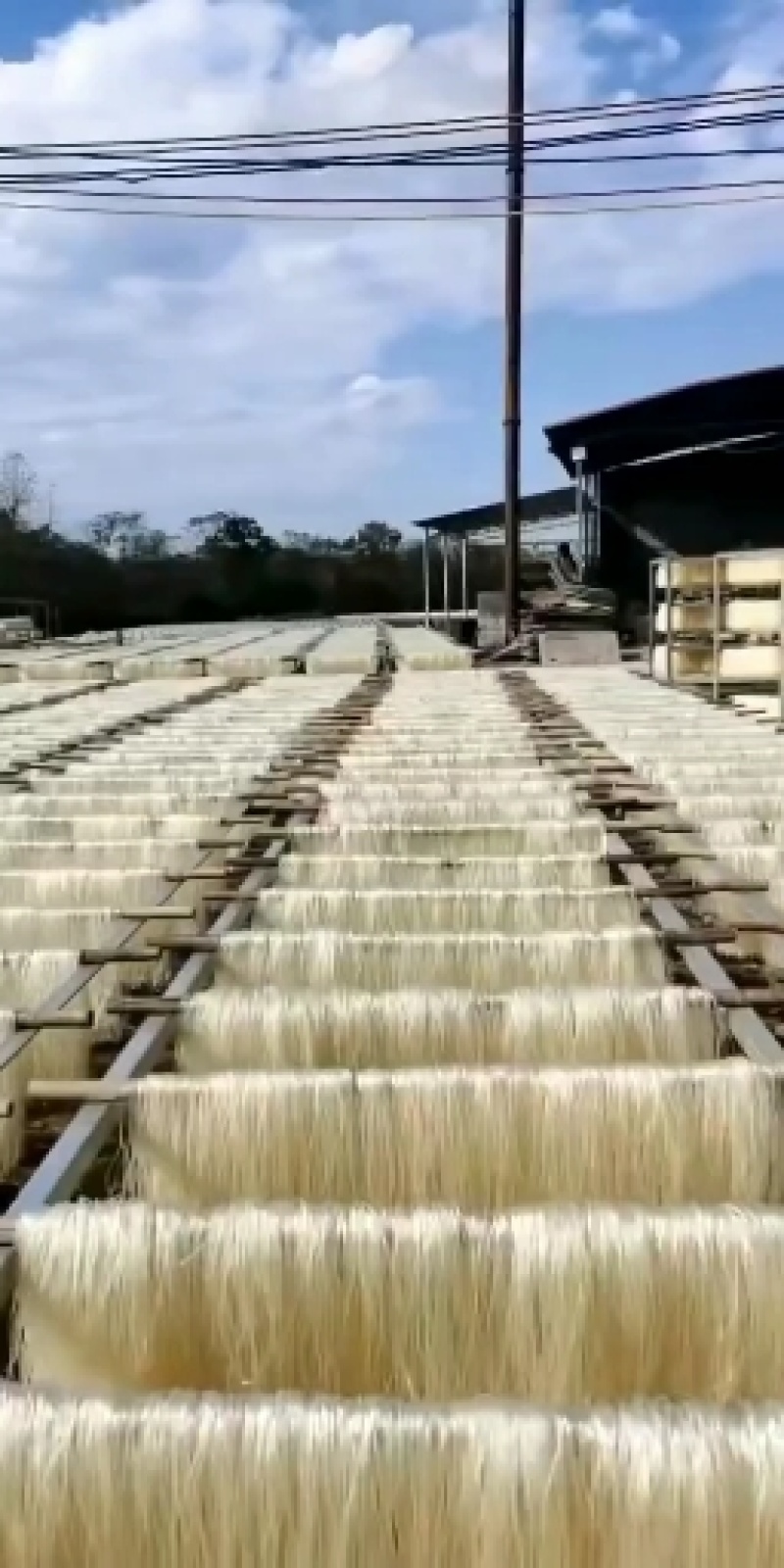 正宗龙口粉丝，劲道好，质量有保证价格美丽欢迎来电
