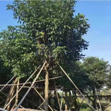 秋枫大量10公分百亩基地自产自销