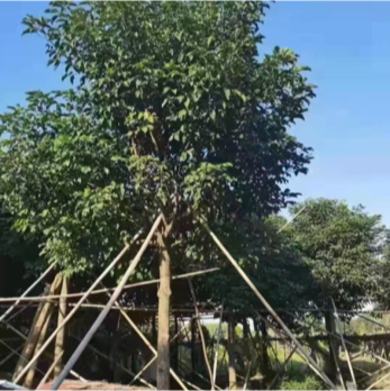 秋枫大量10公分百亩基地自产自销