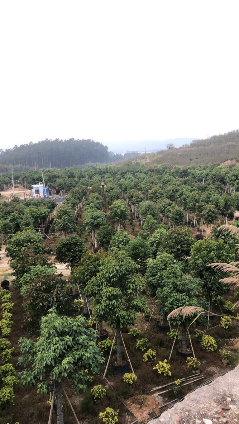 秋枫大量10公分百亩基地自产自销