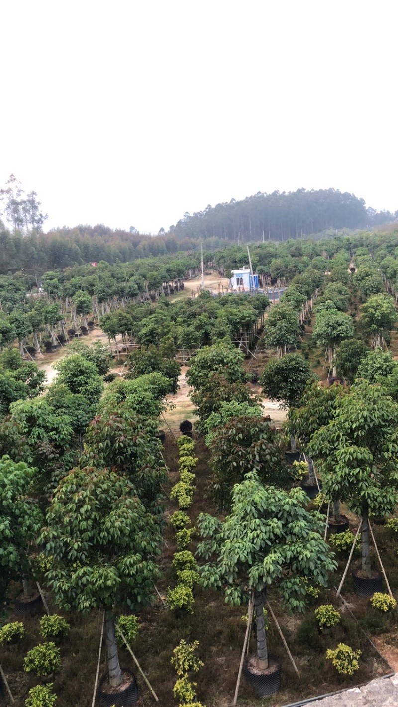 秋枫大量10公分百亩基地自产自销