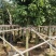 秋枫大量10公分百亩基地自产自销
