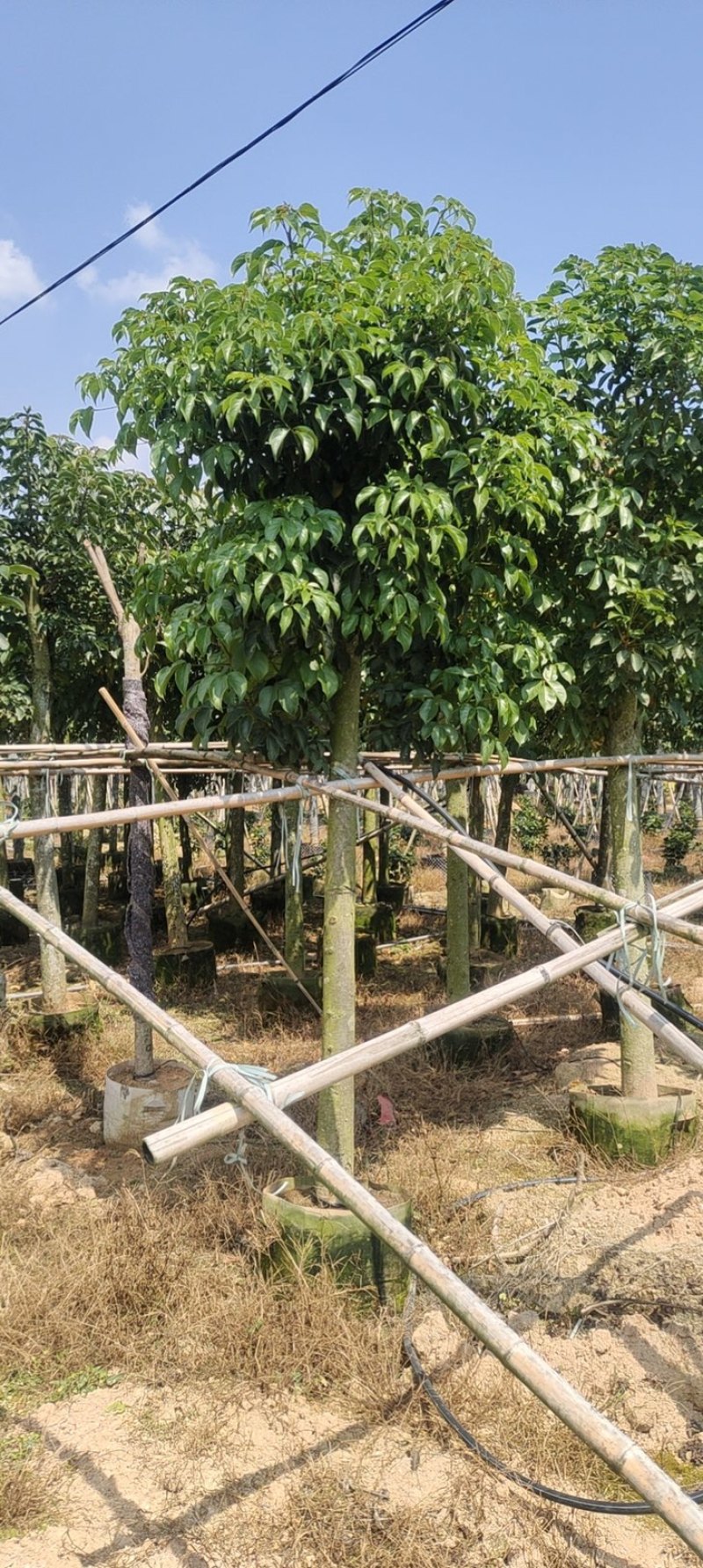 秋枫大量10公分百亩基地自产自销