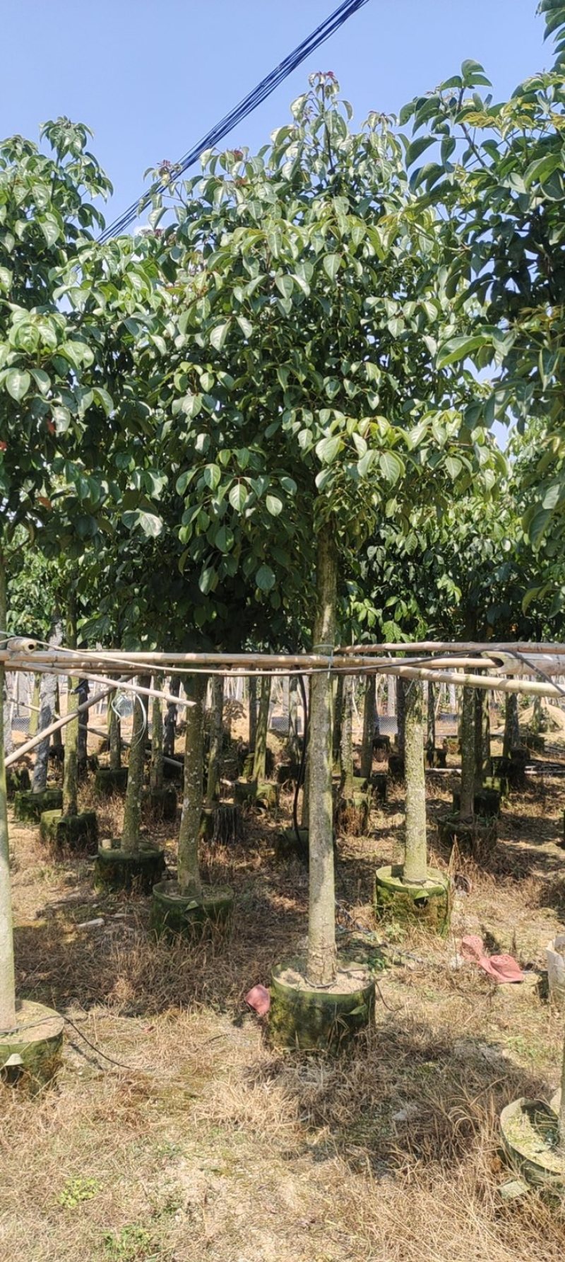 秋枫大量10公分百亩基地自产自销