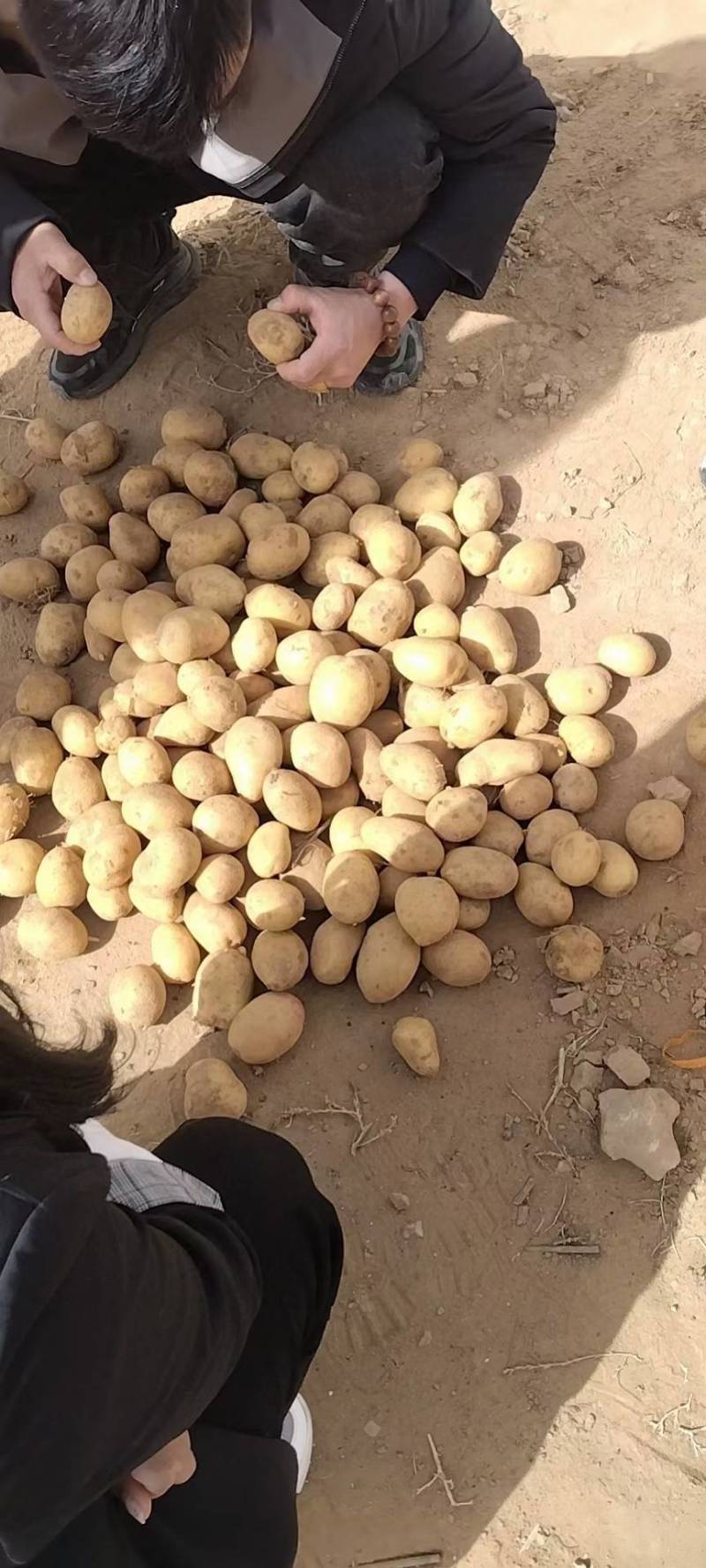 丽薯土豆产地直销支持视频看货可打冷量大优惠，欢迎选购