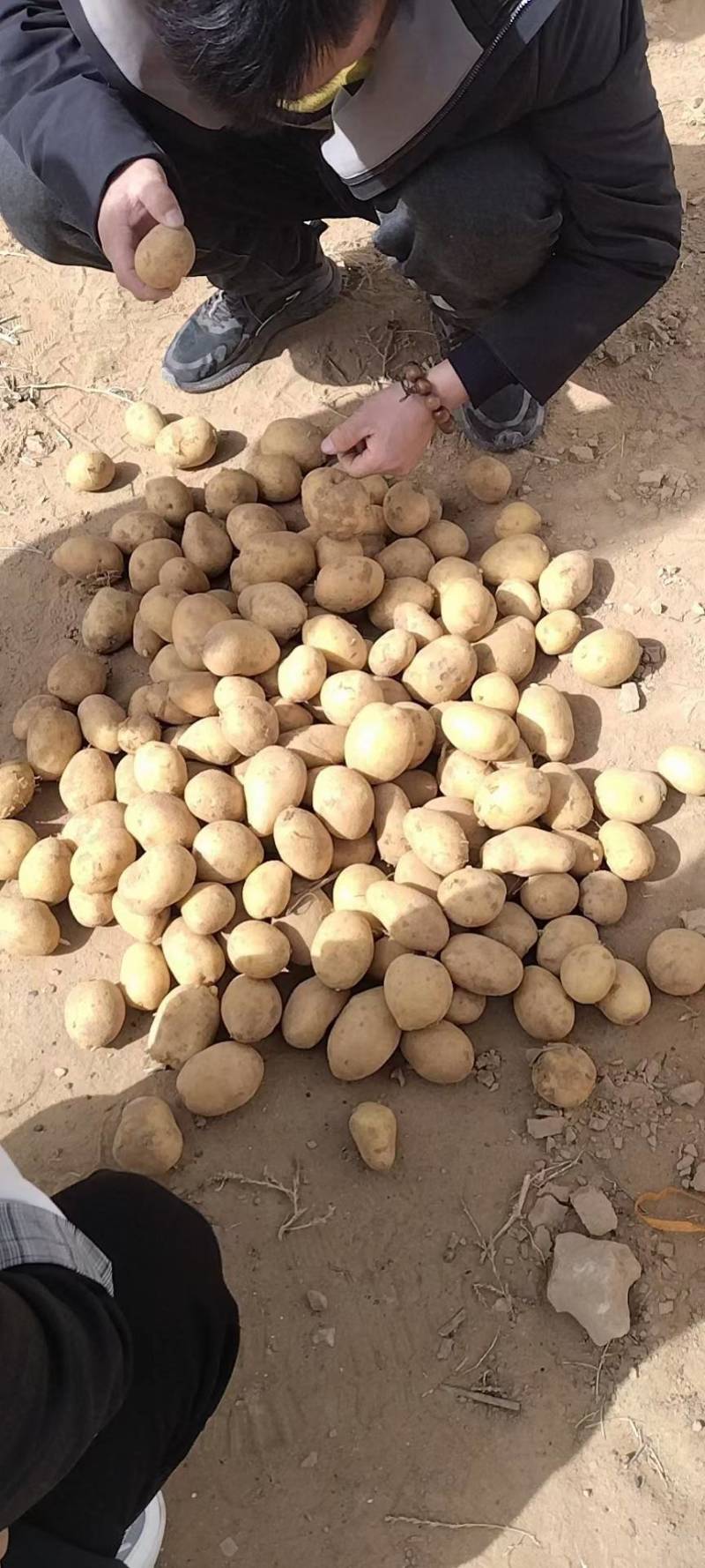 丽薯土豆产地直销支持视频看货可打冷量大优惠，欢迎选购