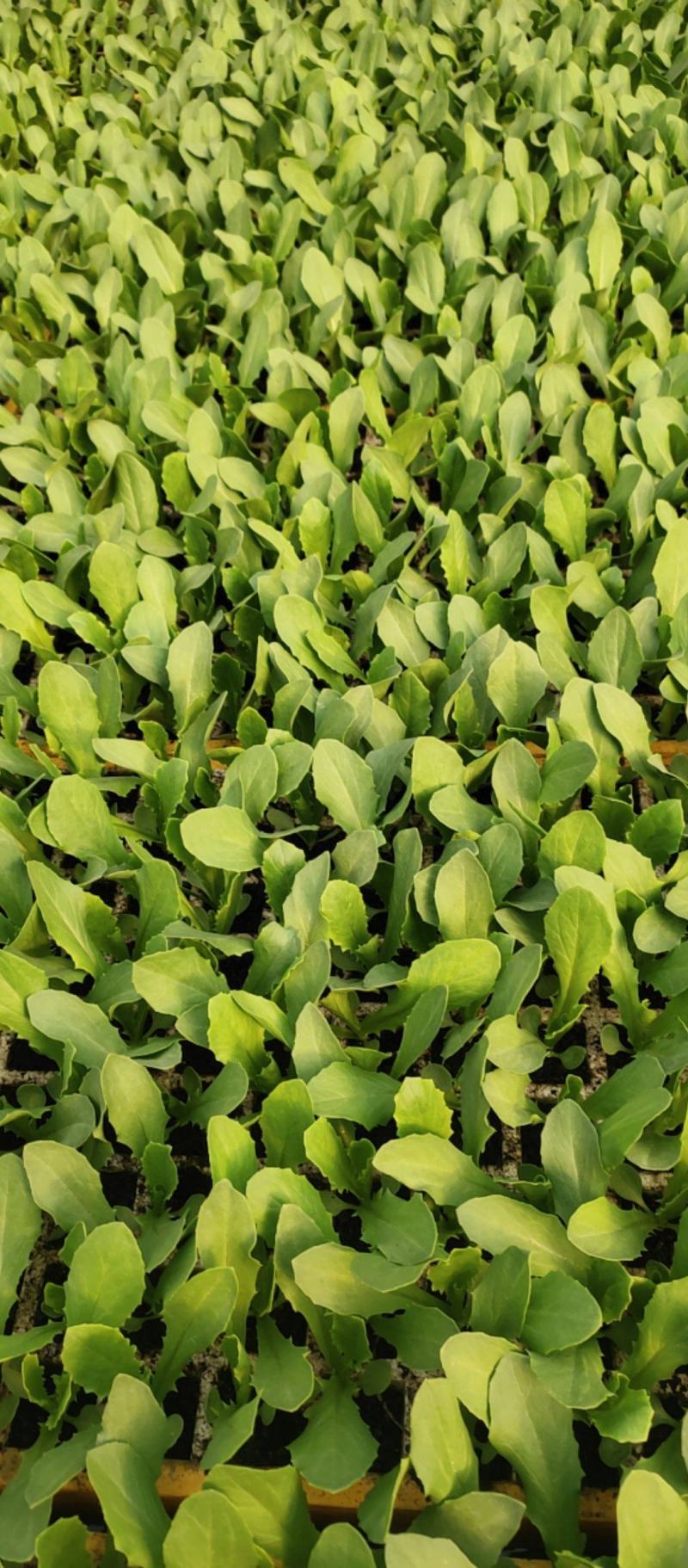 【油麦菜】云南油麦菜苗成活率高欢迎实地考察咨询