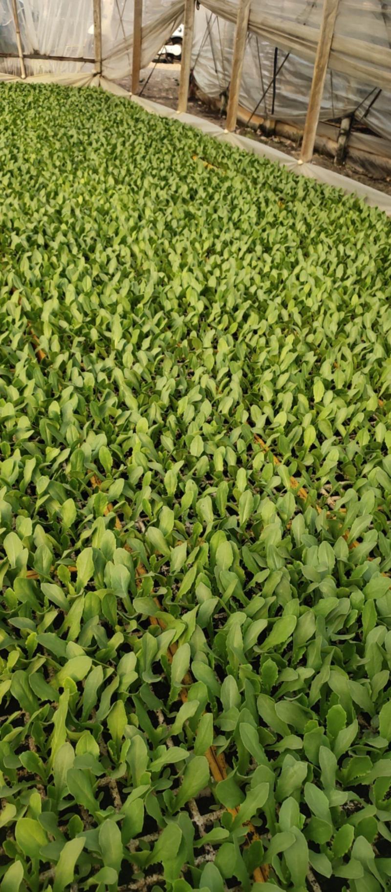 【油麦菜】云南油麦菜苗成活率高欢迎实地考察咨询