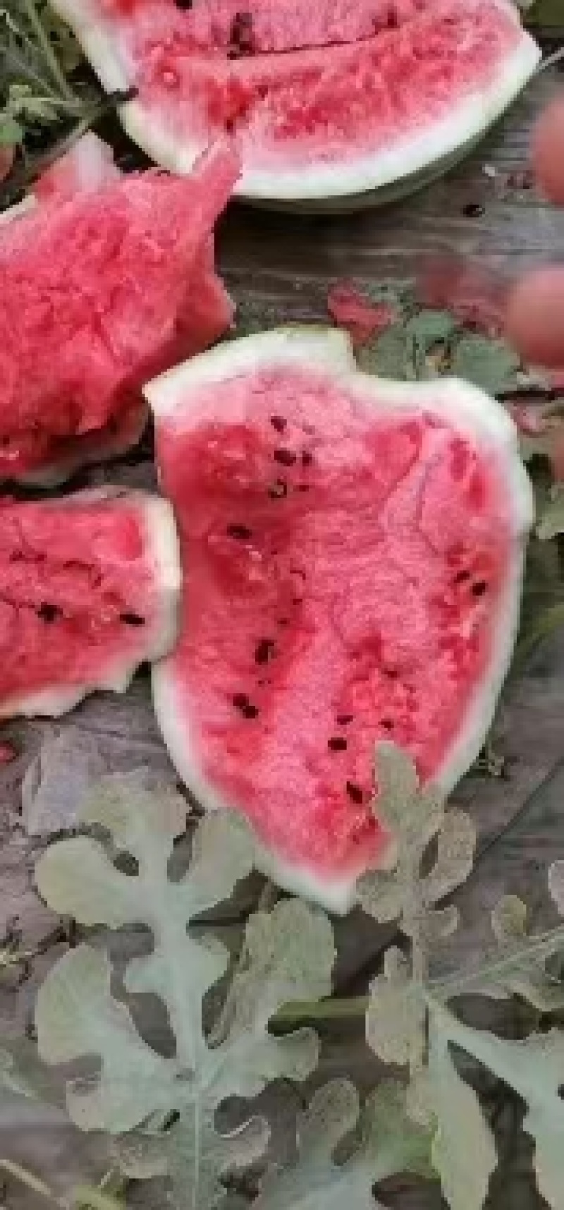 8424美都，嘉年华，，电商，超市，批发市场，都可长供应
