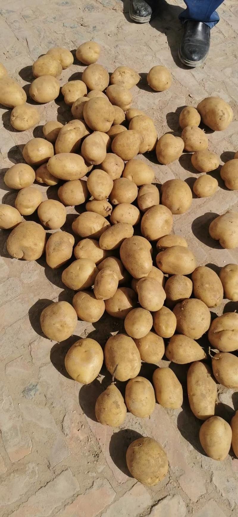 陇薯7号土豆纯沙地沙土地通货2两以上可代发全国