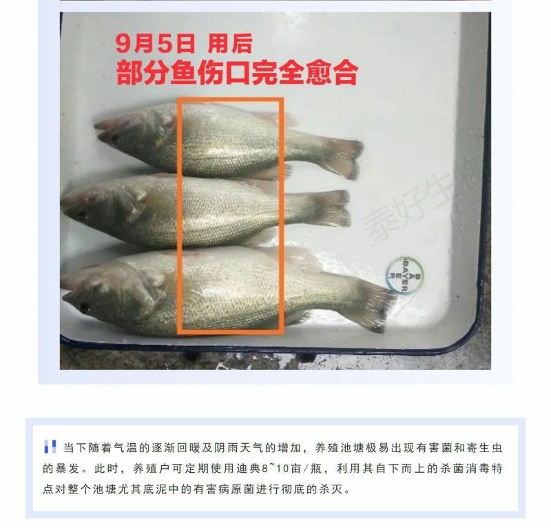 拜耳速补100水产虾蟹蜕壳素硬壳抗应激补充微量矿物元素1