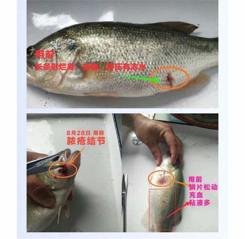 拜耳速补100水产虾蟹蜕壳素硬壳抗应激补充微量矿物元素1
