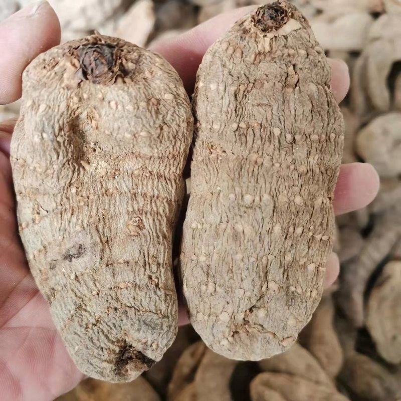 【野生乌天麻】天麻批发价云南昭通小草坝正宗天麻干货切