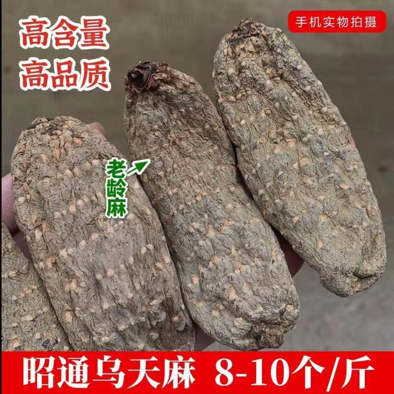 【野生乌天麻】天麻批发价云南昭通小草坝正宗天麻干货切