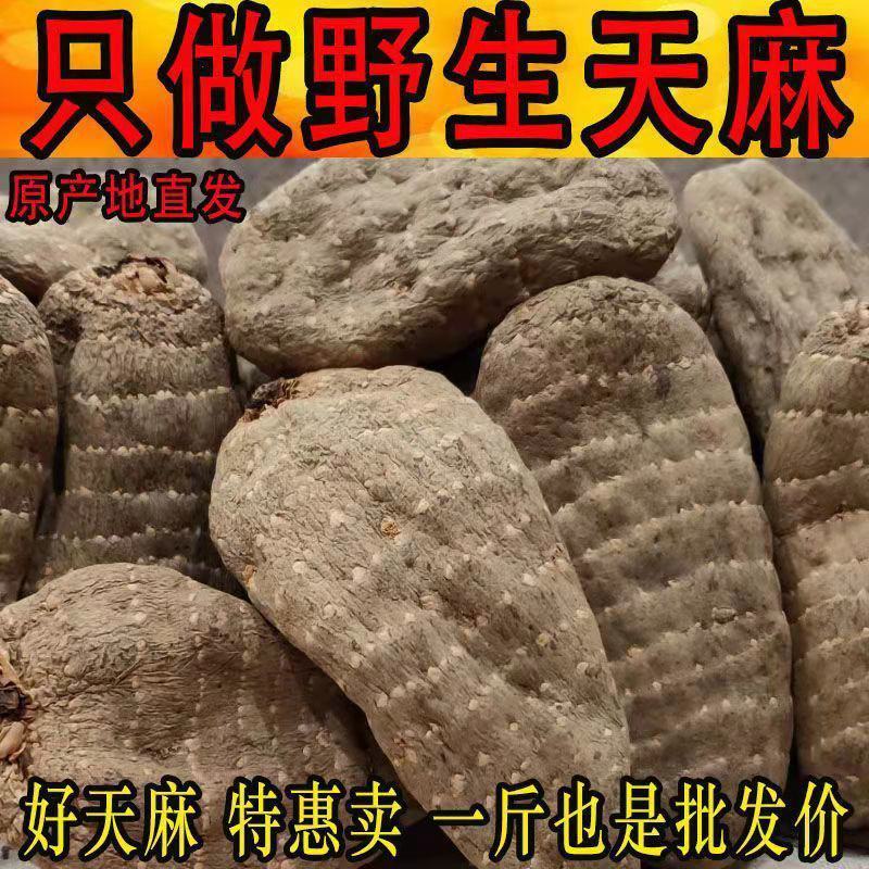 【野生乌天麻】天麻批发价云南昭通小草坝正宗天麻干货切