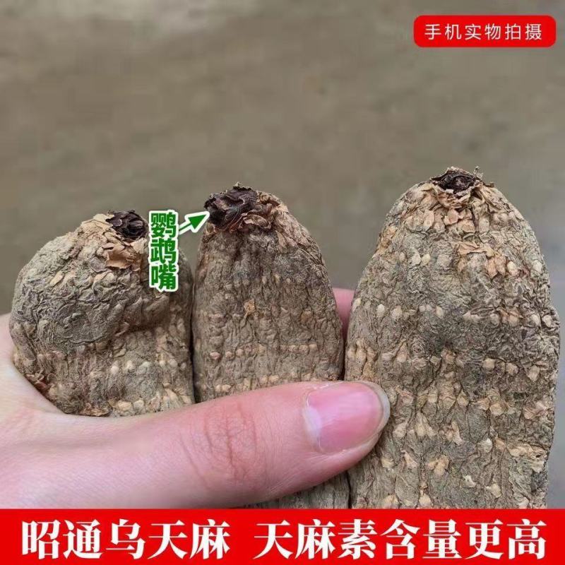 【野生乌天麻】天麻批发价云南昭通小草坝正宗天麻干货切