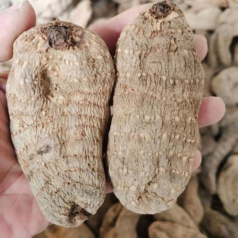 【野生乌天麻】天麻批发价云南昭通小草坝正宗天麻干货切