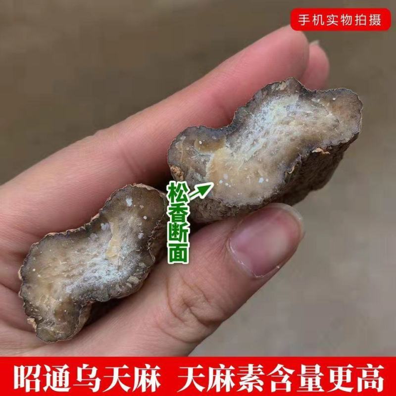 【野生乌天麻】天麻批发价云南昭通小草坝正宗天麻干货切