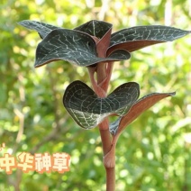 中华神草金线莲林下仿野种植基地直发鲜叶，干品，礼盒代发