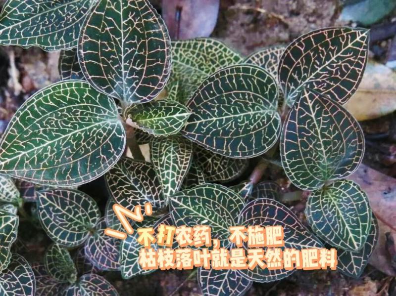 中华神草金线莲林下仿野种植基地直发鲜叶，干品，礼盒代发