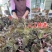 中华神草金线莲林下仿野种植基地直发鲜叶，干品，礼盒代发