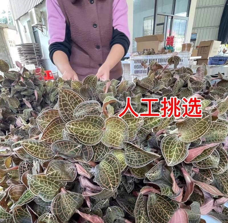 中华神草金线莲林下仿野种植基地直发鲜叶，干品，礼盒代发