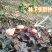 中华神草金线莲林下仿野种植基地直发鲜叶，干品，礼盒代发