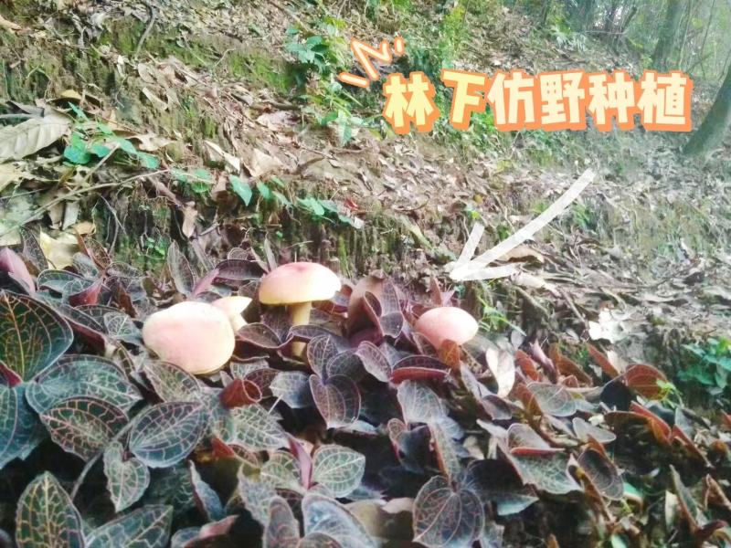中华神草金线莲林下仿野种植基地直发鲜叶，干品，礼盒代发