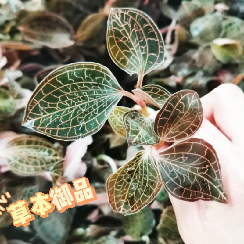中华神草金线莲林下仿野种植基地直发鲜叶，干品，礼盒代发