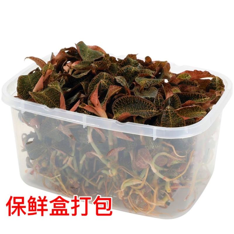 中华神草金线莲林下仿野种植基地直发鲜叶，干品，礼盒代发