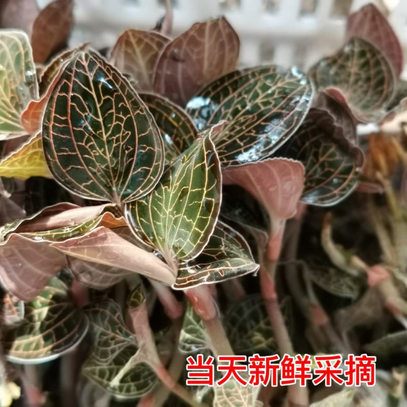 中华神草金线莲林下仿野种植基地直发鲜叶，干品，礼盒代发