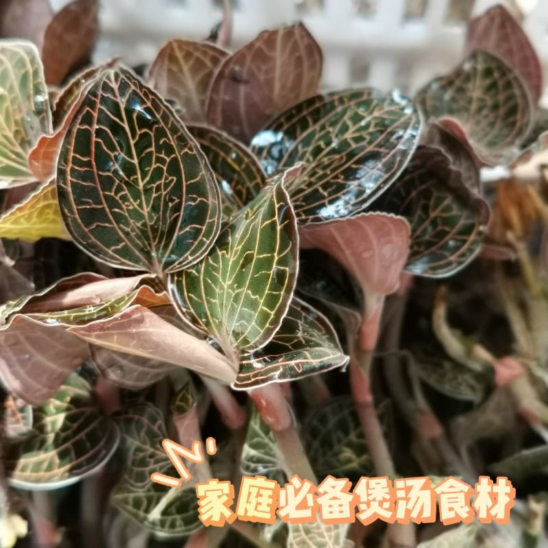 中华神草金线莲林下仿野种植基地直发鲜叶，干品，礼盒代发
