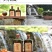 正宗黄酒绍兴女儿红老酒500ml*8瓶特价整箱批发礼盒装